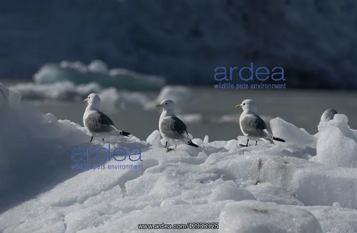 : Kittiwakes - On iceberg : Kittiwakes - On iceberg