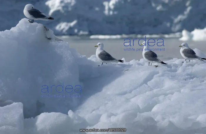 : Kittiwakes - On iceberg : Kittiwakes - On iceberg