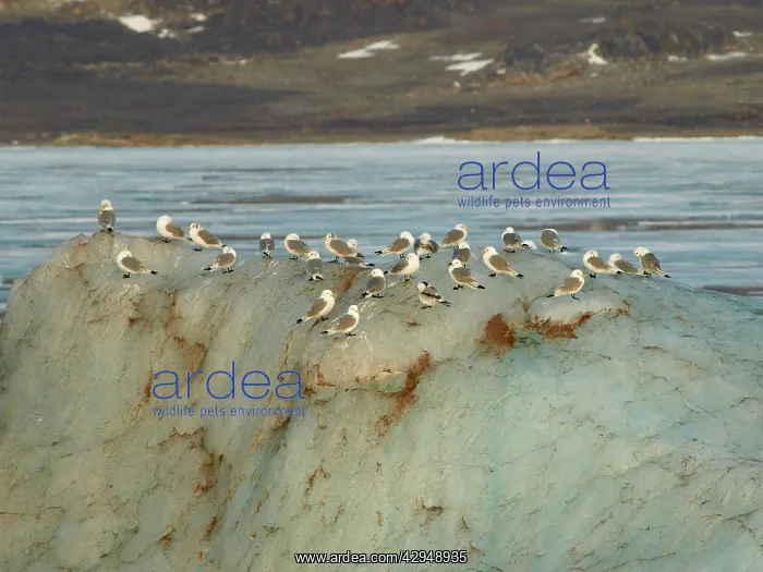 : Kittiwakes on iceberg : Kittiwakes on iceberg