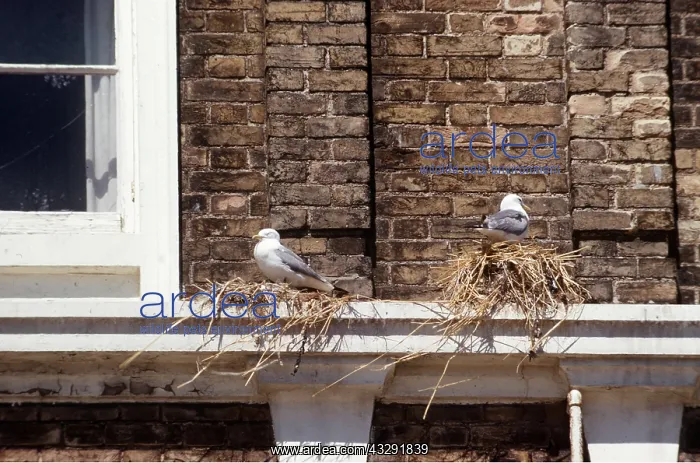 : KITTIWAKES - nesting on building : KITTIWAKES - nesting on building