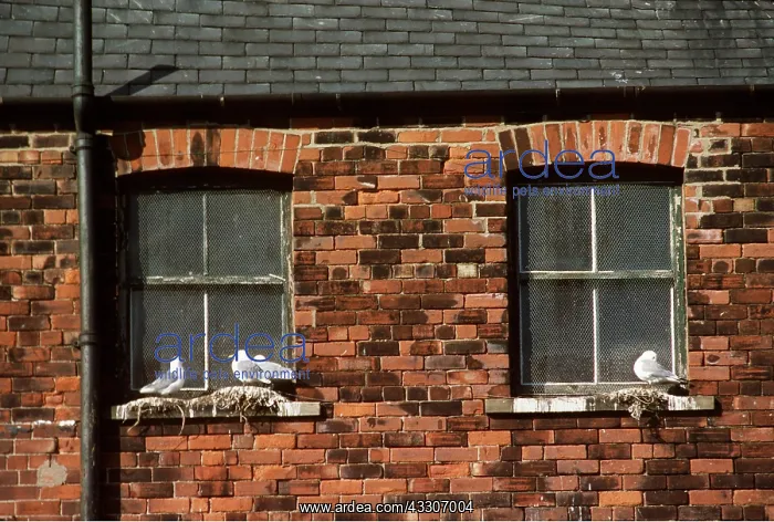 : KITTIWAKES - nesting on building : KITTIWAKES - nesting on building