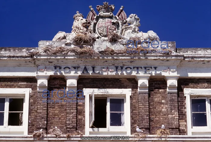 : KITTIWAKES - nesting on former hotel : KITTIWAKES - nesting on former hotel