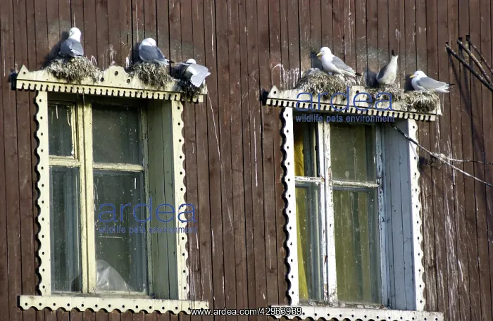 : Kittiwakes - Nesting on window ledge : Kittiwakes - Nesting on window ledge