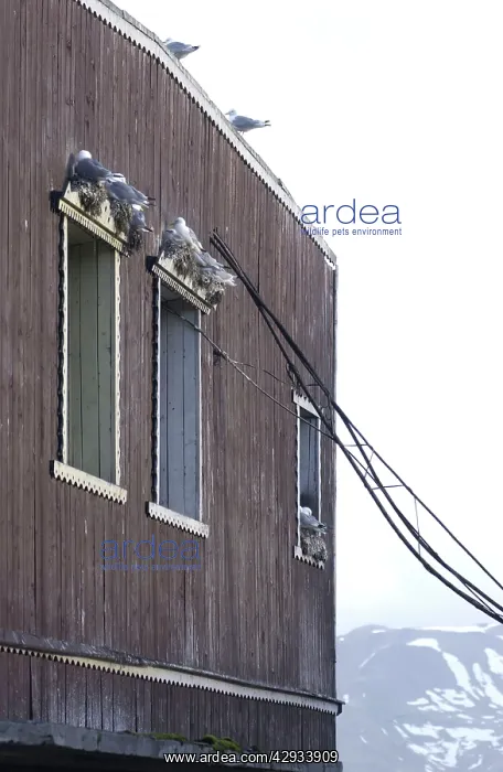 : Kittiwakes - Nesting on window ledges : Kittiwakes - Nesting on window ledges