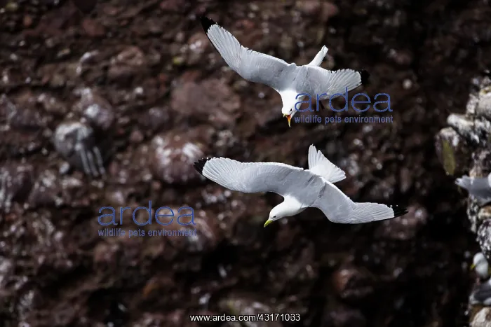 : kittiwakes (Rissa tridactyla). Scotland : kittiwakes (Rissa tridactyla). Scotland