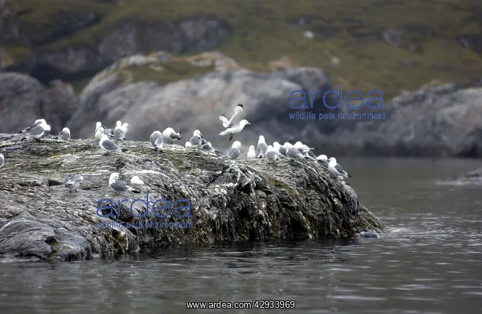 : Kittiwakes on rocks : Kittiwakes on rocks