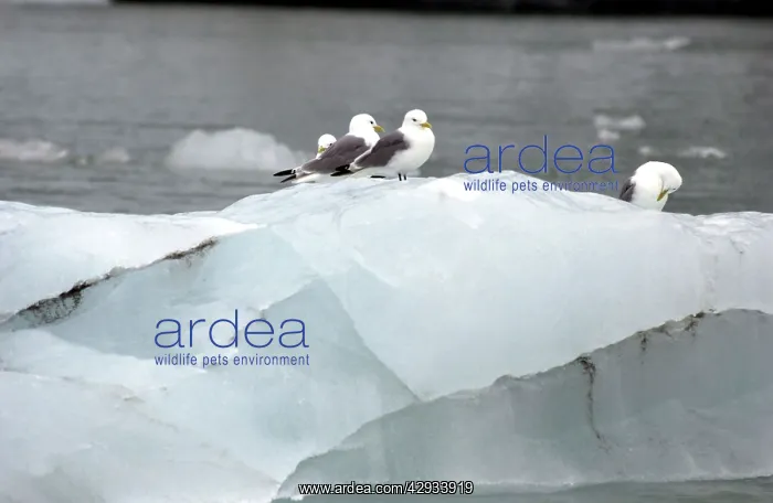 : Kittiwakes - Sitting on iceberg : Kittiwakes - Sitting on iceberg