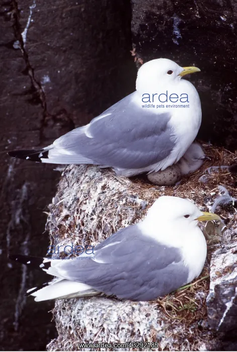 : KITTIWAKES - x two, in nest with eggs : KITTIWAKES - x two, in nest with eggs