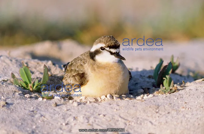 : KittlitzIs Sandplover : KittlitzIs Sandplover