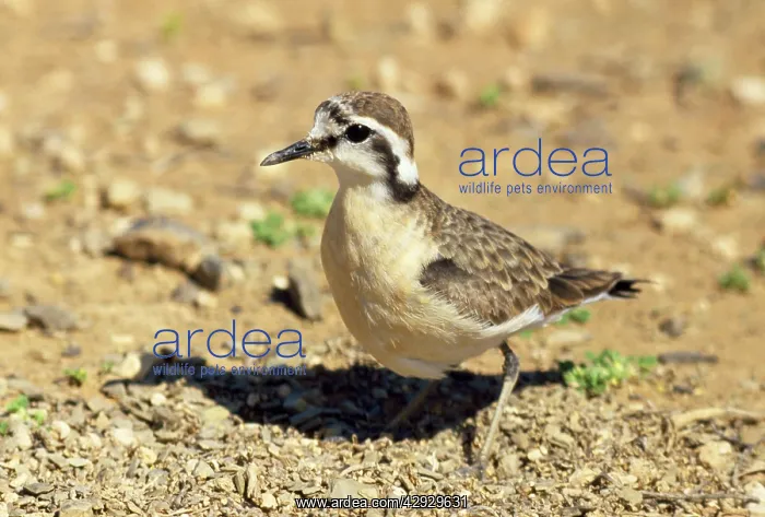 : KITTLITZ'S PLOVER : KITTLITZ'S PLOVER