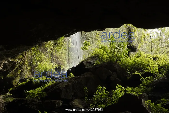: Kitum cave, Mount Elgon national park, Kenya : Kitum cave, Mount Elgon national park, Kenya