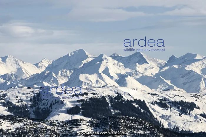 : Kitzb&, x28b25ca0;Alps, Kirchberg ski area, Tyrol : Kitzb&, x28b25ca0;Alps, Kirchberg ski area, Tyrol
