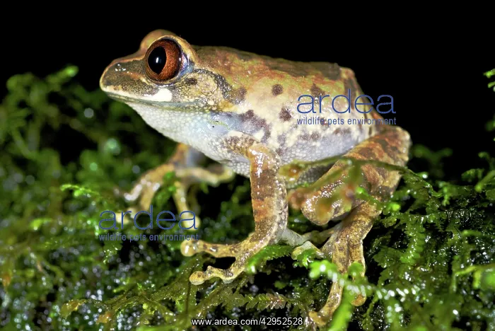 : Kivu Tree Frog - adult male on moss