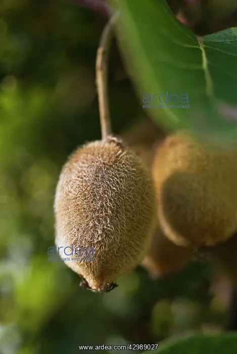  : Kiwi, Actinidia chinensis