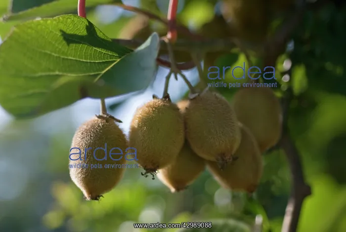 : Kiwi, Actinidia chinensis : Kiwi, Actinidia chinensis