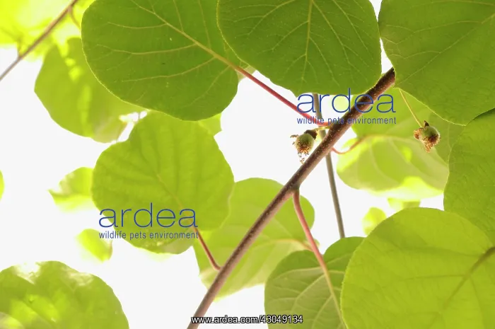 : Kiwi, Actinidia chinensis : Kiwi, Actinidia chinensis