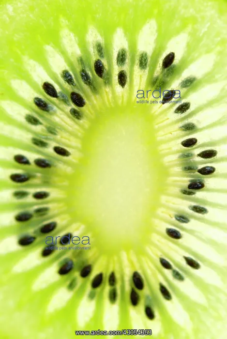 : Kiwi, Actinidia chinensis : Kiwi, Actinidia chinensis