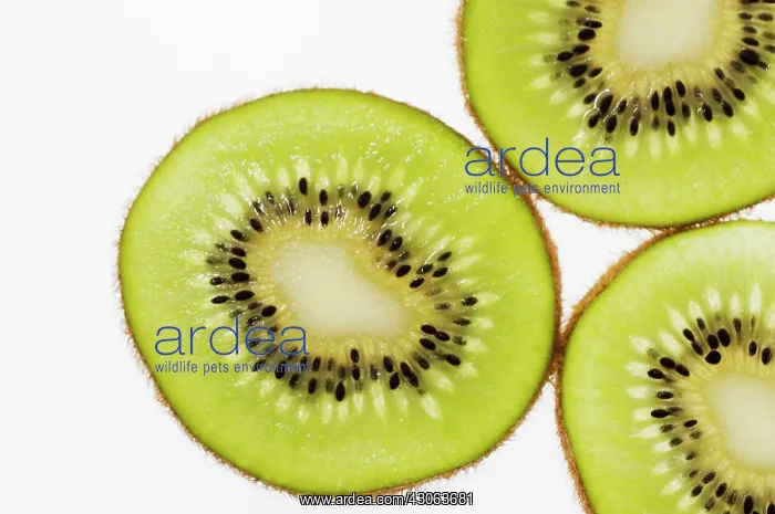  : Kiwi, Actinidia chinensis