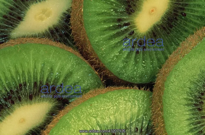 : Kiwi, Actinidia chinensis : Kiwi, Actinidia chinensis