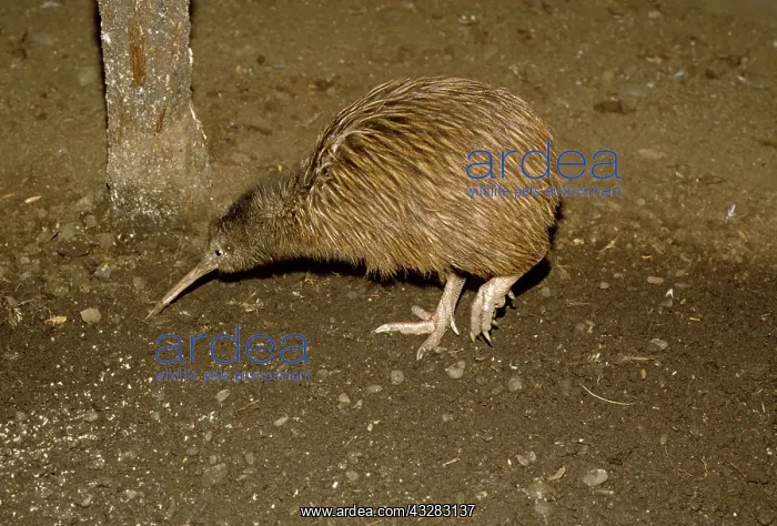 : Kiwi (Apterygidae), South Island, New Zealand, Oceania : Kiwi (Apterygidae), South Island, New Zealand, Oceania