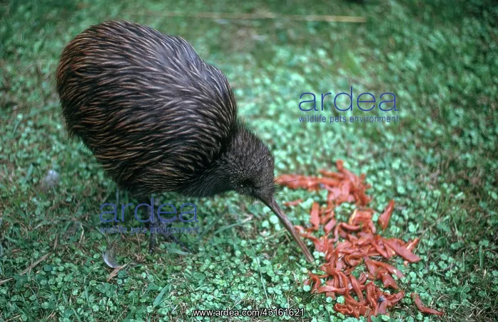 : Kiwi Bird. Kiwi bird picking up food : Kiwi Bird. Kiwi bird picking up food