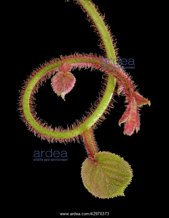 : Kiwi - bud and young leaves : Kiwi - bud and young leaves