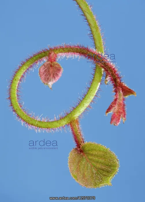  : Kiwi - bud and young leaves