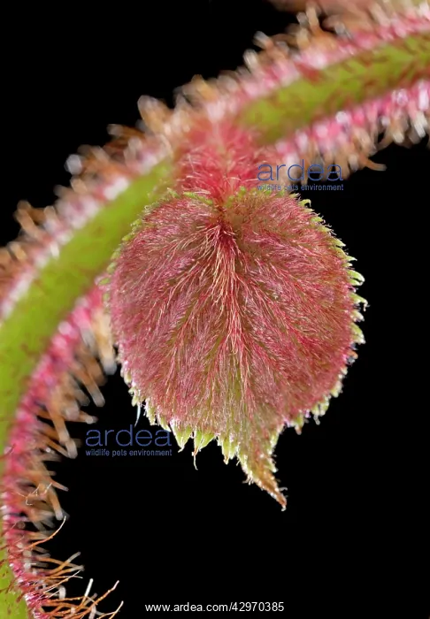 : Kiwi - bud and young leaves : Kiwi - bud and young leaves