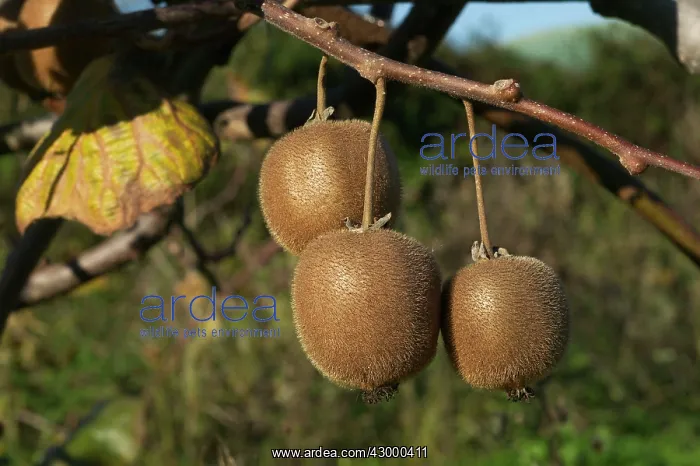 : Kiwi Corsica, France