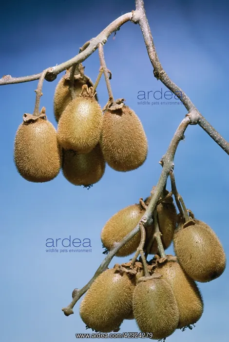  : Kiwi Fruit