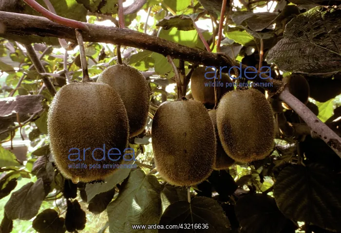 : Kiwi Fruit : Kiwi Fruit