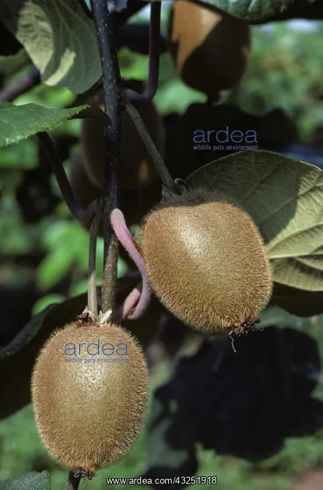 : Kiwi fruit (Actinidia chinensis) : Kiwi fruit (Actinidia chinensis)