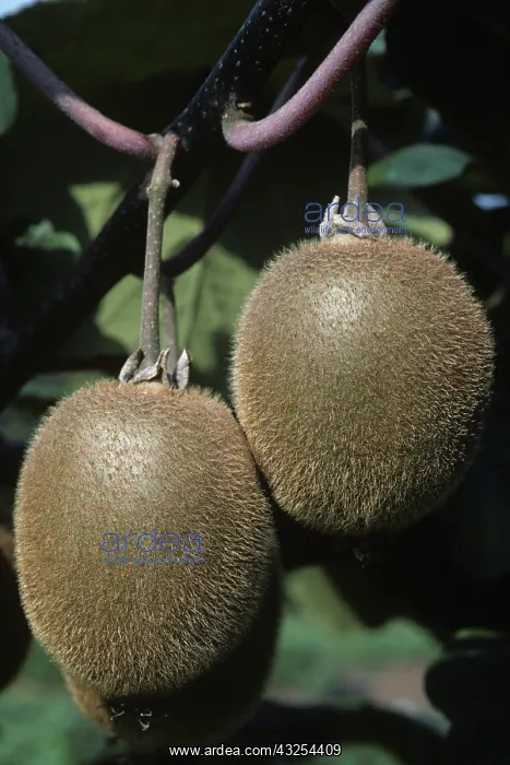 : Kiwi fruit (Actinidia chinensis) : Kiwi fruit (Actinidia chinensis)