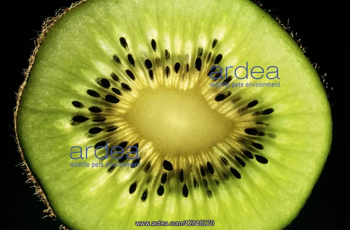  : KIWI Fruit - cross section showing seeds