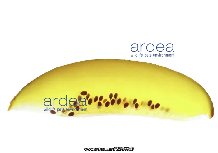 : Kiwi, Golden kiwi, Actinidia deliciosa : Kiwi, Golden kiwi, Actinidia deliciosa