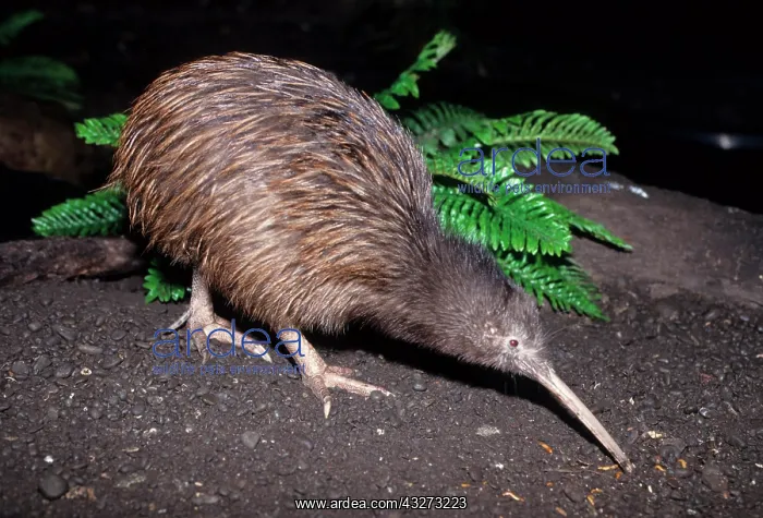 : Kiwi, New Zealand's heraldic animal NZL, Neuseeland : Kiwi, New Zealand's heraldic animal NZL, Neuseeland