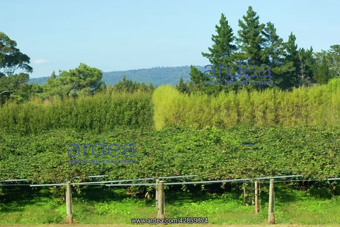 : Kiwi Plantation - ripe Kiwis hanging from the branches : Kiwi Plantation - ripe Kiwis hanging from the branches