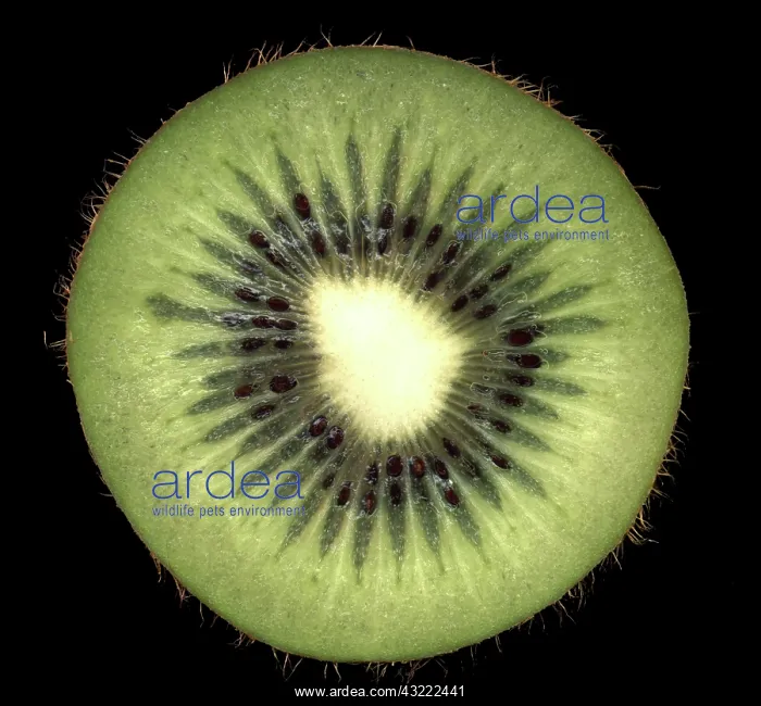 : Kiwi slice : Kiwi slice