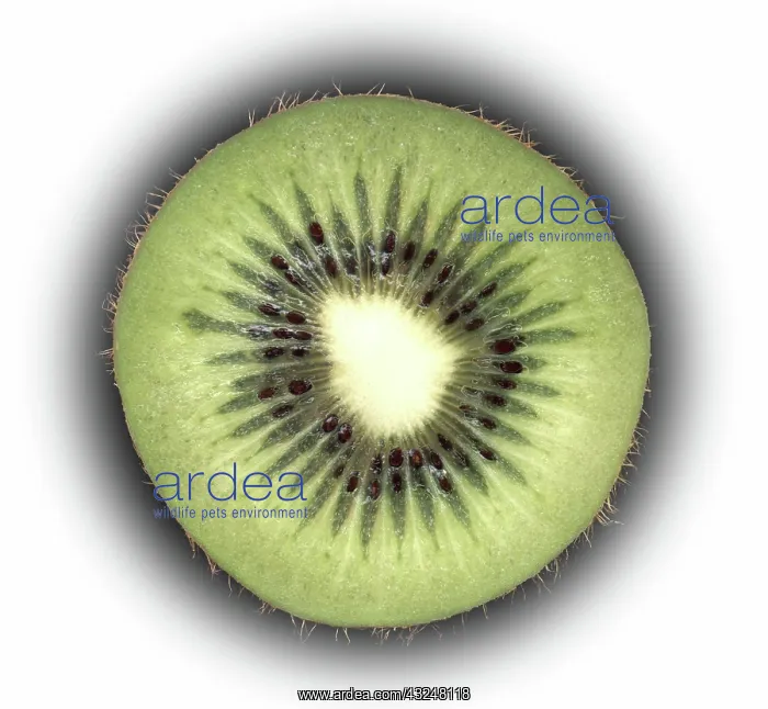 : Kiwi slice : Kiwi slice