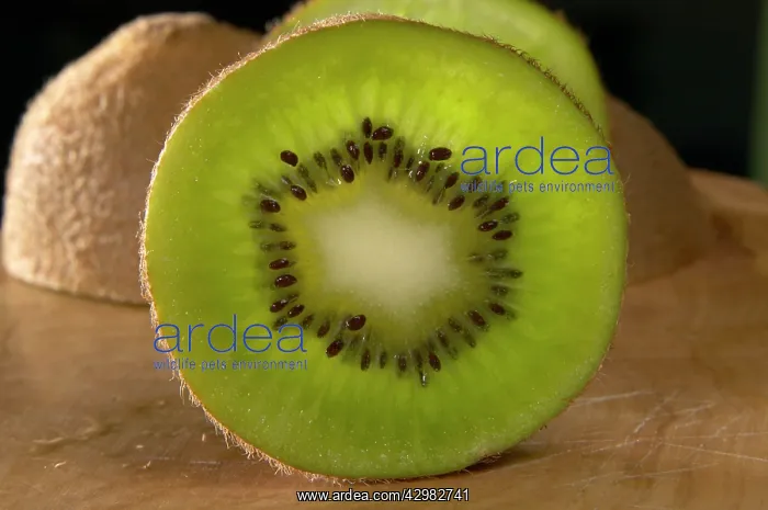 : Kiwi - Slice of the fruit showing its seeds : Kiwi - Slice of the fruit showing its seeds