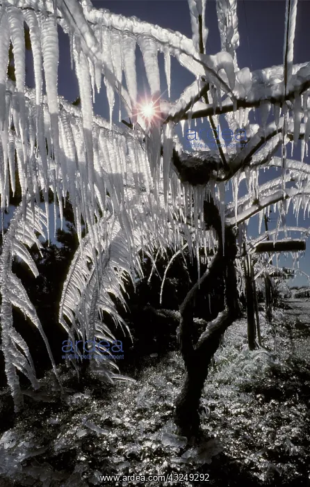 : Kiwi vines with icicles : Kiwi vines with icicles