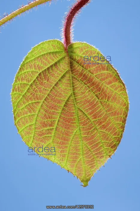 : Kiwi - young leaf : Kiwi - young leaf