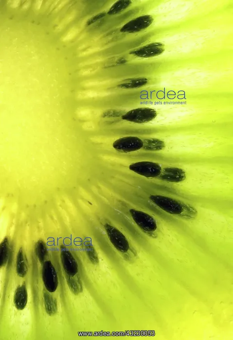 : Kiwifruit. A slice of kiwifruit (Actinidia deliciosa) : Kiwifruit. A slice of kiwifruit (Actinidia deliciosa)
