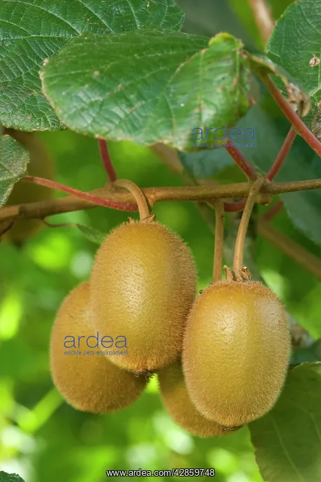 : Kiwifruit - ripe fruits hanging in bunches from the plants : Kiwifruit - ripe fruits hanging in bunches from the plants