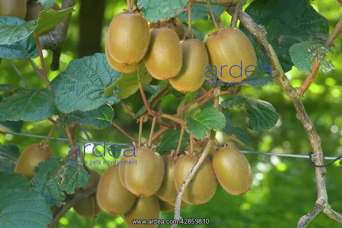: Kiwifruit - ripe fruits hanging in bunches from the plants : Kiwifruit - ripe fruits hanging in bunches from the plants