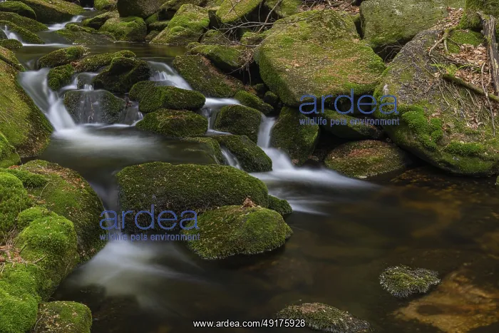 : Kleine Ohe creek below Waldhaeuser village in the Bavarian Forest Nationalpark : Kleine Ohe creek below Waldhaeuser village in the Bavarian Forest Nationalpark