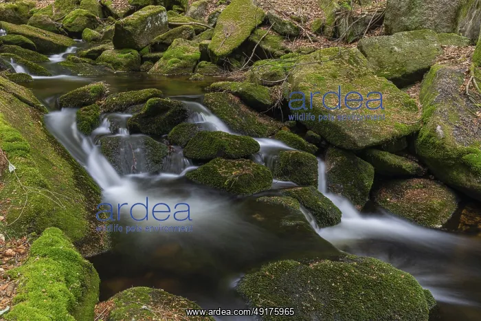 : Kleine Ohe creek below Waldhaeuser village in the Bavarian Forest Nationalpark : Kleine Ohe creek below Waldhaeuser village in the Bavarian Forest Nationalpark