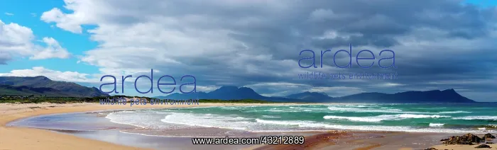 : Kleinmond beach and cloudy sky. Overberg, Whale : Kleinmond beach and cloudy sky. Overberg, Whale