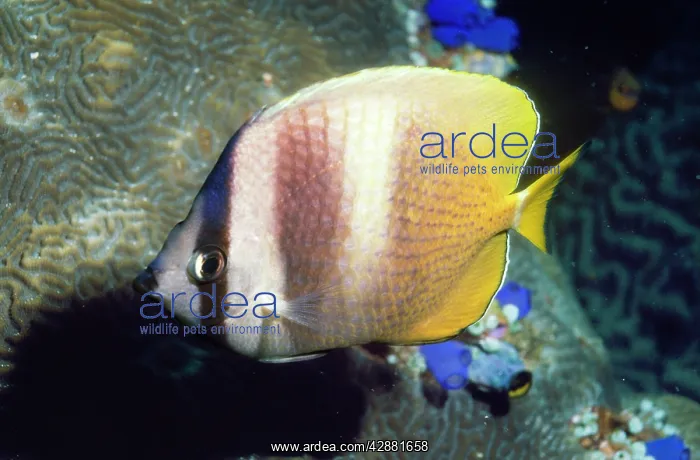: Klein's Butterfly Fish : Klein's Butterfly Fish