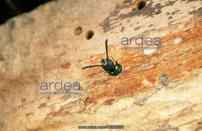 : Kleptoparasitic WASP - laying egg in bee nest : Kleptoparasitic WASP - laying egg in bee nest